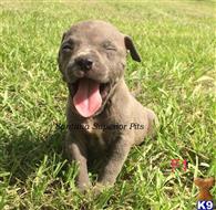 american pit bull puppy posted by Santanapits