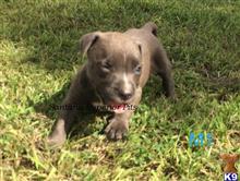 american pit bull puppy posted by Santanapits