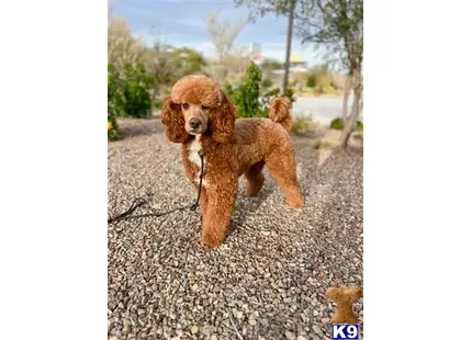 Tormund available Poodle puppy located in PHOENIX
