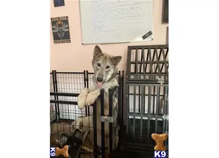 Wolf Dog
