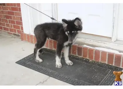 Wolf Dog