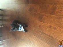 Duke  available Yorkshire Terrier puppy located in HUNTERSVILLE