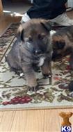 german shepherd puppy posted by Sbanker