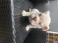 Jerry available Bulldog puppy located in AKRON