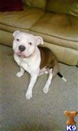 American Bully