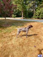 3 Gun Salute McFinn available German Shorthaired Pointer puppy located in GRANITE FALLS