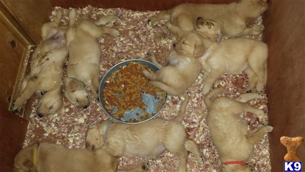 shades of golden retrievers golden retriever puppy for sale various colors 4 years shades of golden retrievers golden retriever puppy for sale various colors 4 years