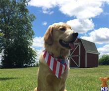 Leo B. available Golden Retriever puppy located in Covington