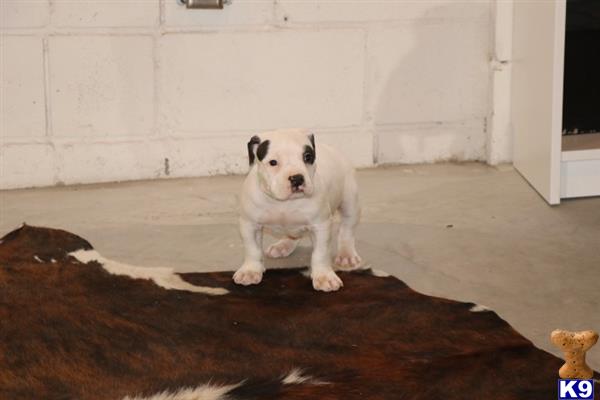 American Bully puppy for sale
