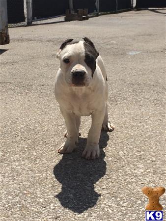 American Bully puppy for sale