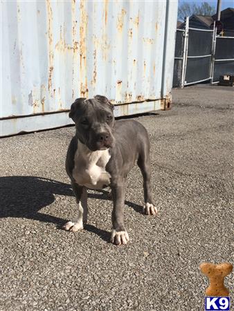 American Bully puppy for sale
