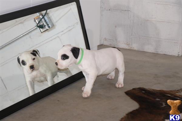 American Bully puppy for sale
