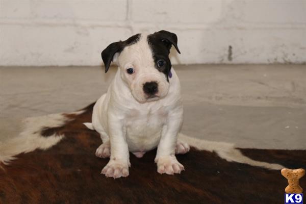 American Bully puppy for sale