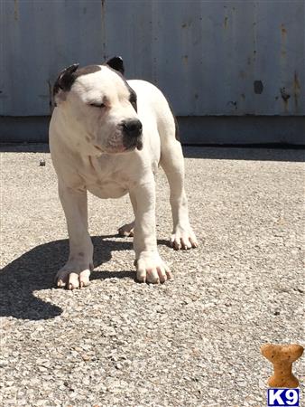American Bully puppy for sale