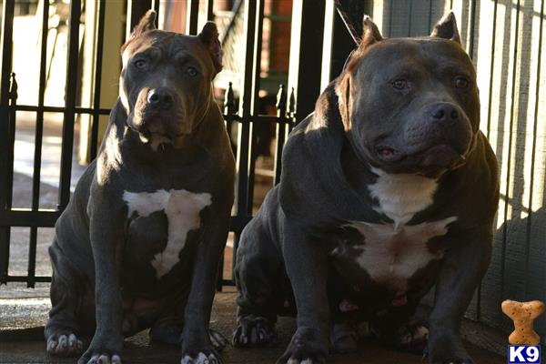 American Bully puppy for sale