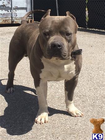 American Bully puppy for sale