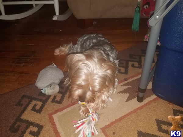 stud fee for yorkie terrier stud gizmo 9 months stud fee for yorkie terrier stud gizmo 9 months