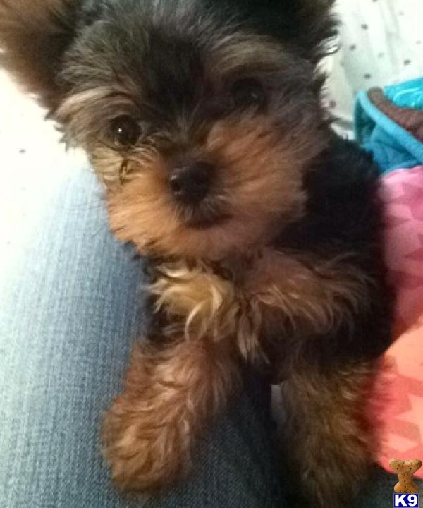 yorkies for sale missouri yorkies for sale in missouri hd 1080p 4k foto yorkies for sale missouri yorkies for sale in missouri hd 1080p 4k foto