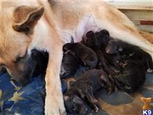 German Shepherd