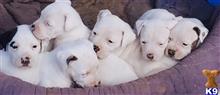 american bulldog puppy posted by Shellyejill