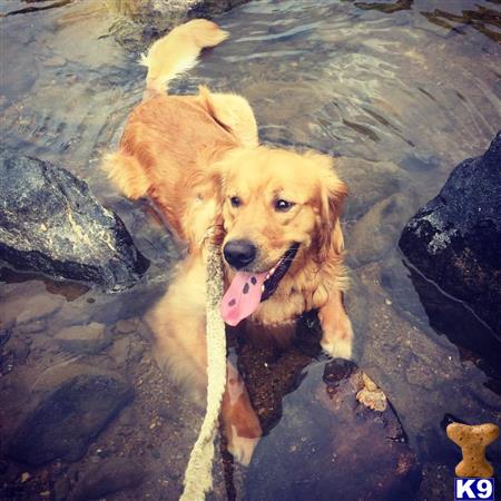 golden retriever stud fee golden retriever stud benny 3 years golden retriever stud fee golden retriever stud benny 3 years