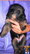 german shepherd puppy posted by Sherman-RanchGSD