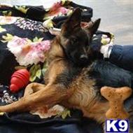 german shepherd puppy posted by Sherman-RanchGSD