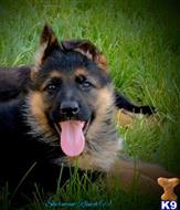 german shepherd puppy posted by Sherman-RanchGSD
