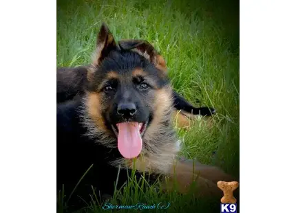 SHERMAN-RANCH German Shepherd puppies California Oregon available German Shepherd puppy located in Lower Lake