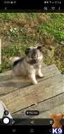 keeshond puppy posted by Shibamom