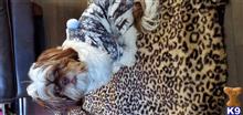 Chiku available Shih Tzu puppy located in BUFORD