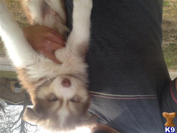 siberian husky puppy posted by Siberianhusky325
