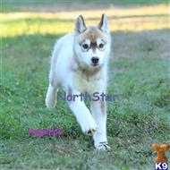 Angelica available Siberian Husky puppy located in ROCKWALL