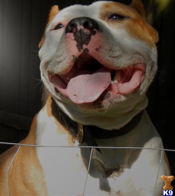 american pit bull puppy posted by SickmadeKennels