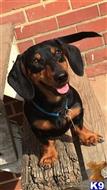 Neeko available Dachshund puppy located in GASTONIA