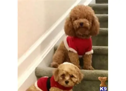 Hops available Poodle puppy located in Winchester 
