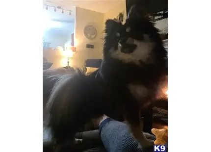 Sir Butterbean available Pomeranian puppy located in LAKE SAINT LOUIS