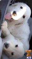 golden retriever puppy posted by SirDallas