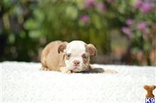 english bulldog puppy posted by Skateros05