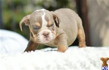 english bulldog puppy posted by Skateros05