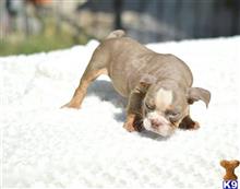 english bulldog puppy posted by Skateros05