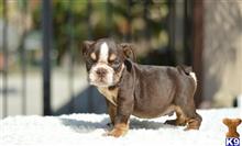 english bulldog puppy posted by Skateros05