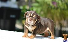 english bulldog puppy posted by Skateros05