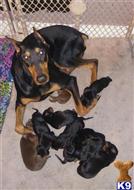 doberman pinscher puppy posted by Slickvic86