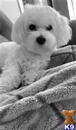 Quincy available Maltese puppy located in CINCINNATI