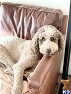Poodle