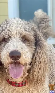 Higgins available Poodle puppy located in ALPINE