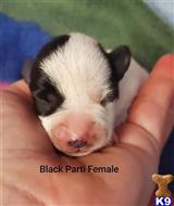 miniature schnauzer puppy posted by SmithPets09