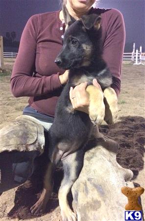 german shepherd puppy posted by SmokingGunRanch