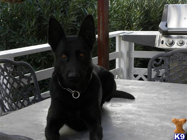 German Shepherd puppy for sale